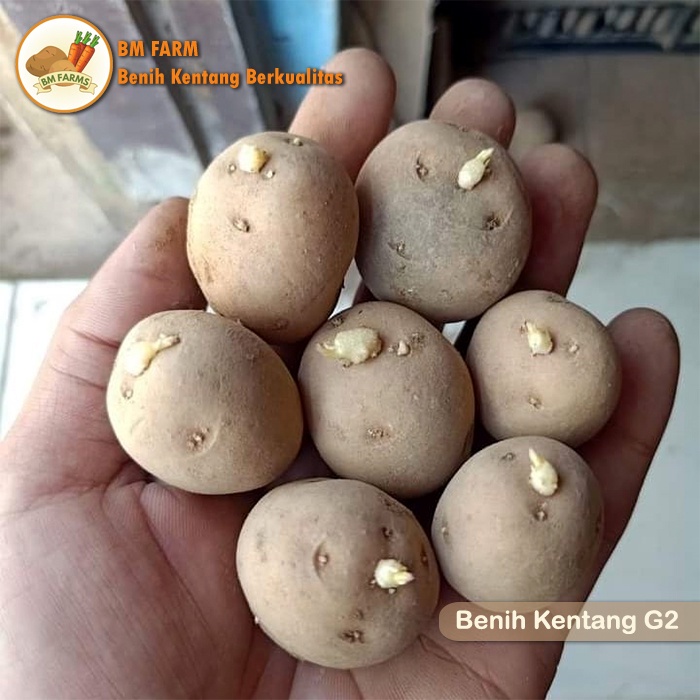 Jual Benih/Bibit Kentang G2 Granola L Bersertifikat Harga Untuk 15 Kg