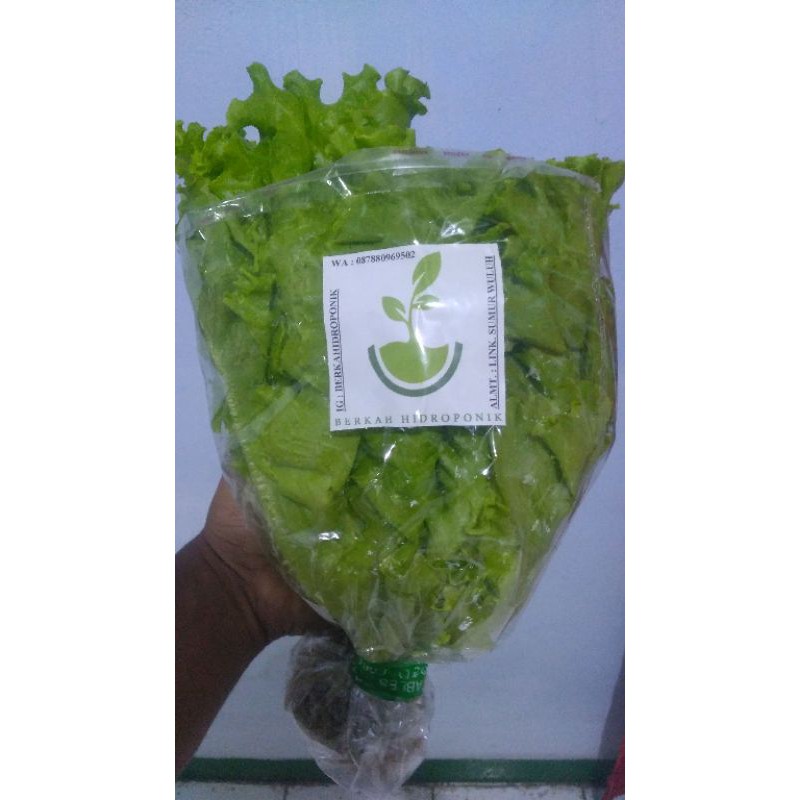 

SELADA BOHEMIA HYDROPONIK (250 gr)