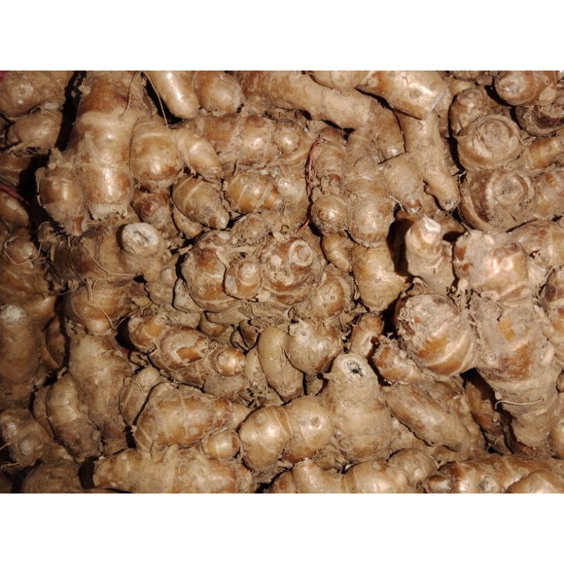 KENCUR TUA FRESH PILIHAN 1KG
