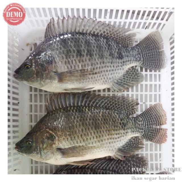 

Ikan Mujaer Tilapia Segar Fresh Bergaransi