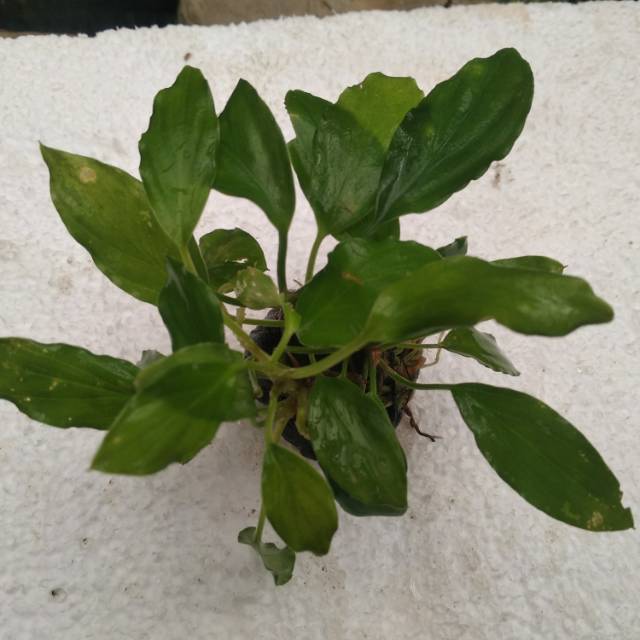 Anubias sp media wabikusa