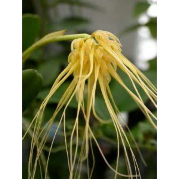Anggrek Bulbophyllum Macranthum/anggrek pentol