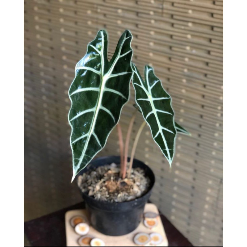 Tanaman hias keladi Amazon - caladium amazonica - tanaman hias keladi - keladi amazon - keladi