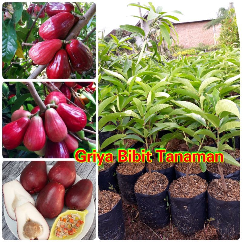 BIBIT BUAH JAMBU JAMAIKA JAMBU BOL JAMAIKA Griya Bibit Tanaman