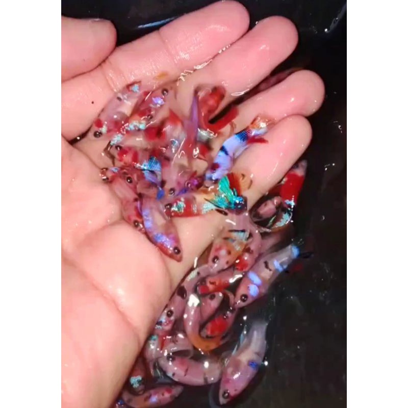 cupang multicolour,red koi Galaxi,REAL PICK,nemo galaxi