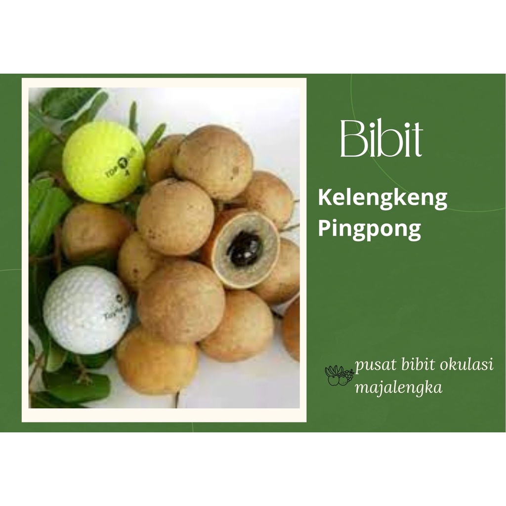 Bibit Buah Kelengkeng Pingpong Hasil Okulasi Siap Berbuah bibit okulasi majalengka tanaman buah buah