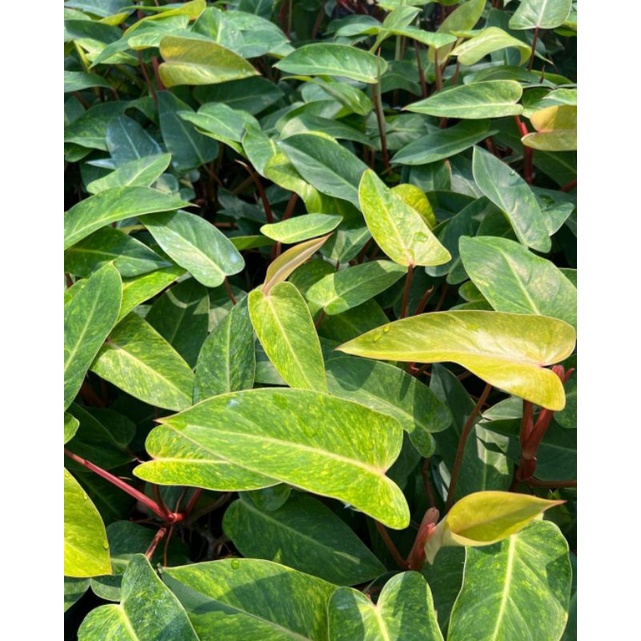 PHILODENDRON PAINTED LADY