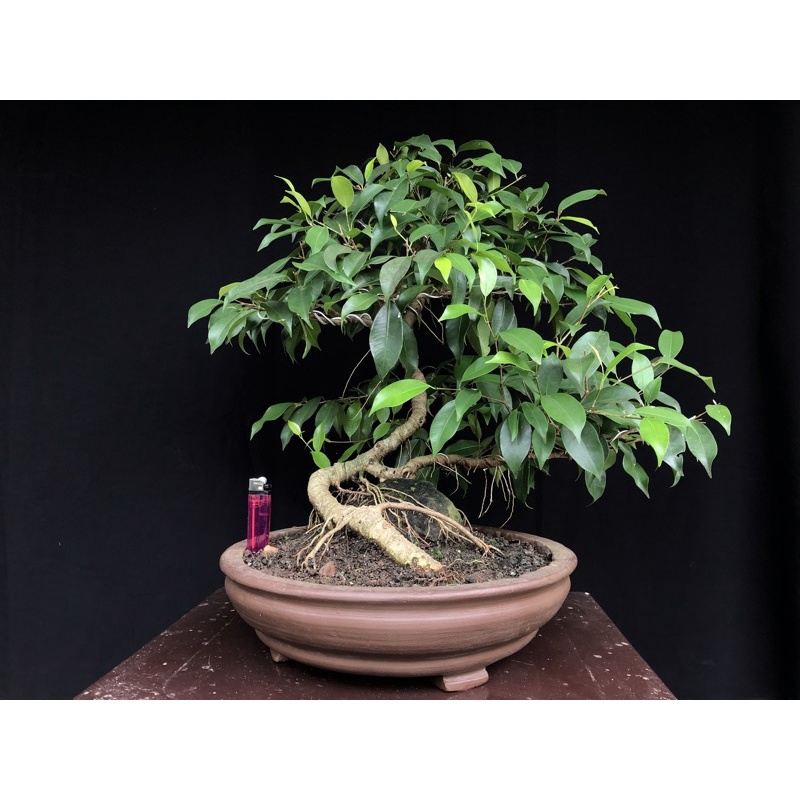Bonsai beringin mencengkeram batu sudah jadi tinggal pajang real pic ukuran medium