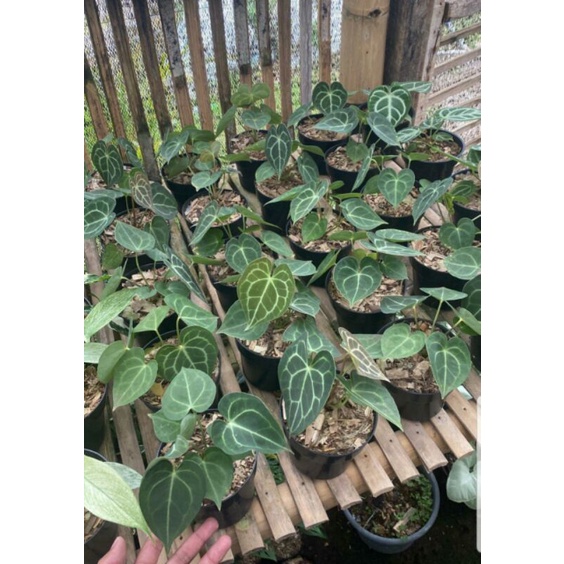 Anthurium Kuping gajah tarantula