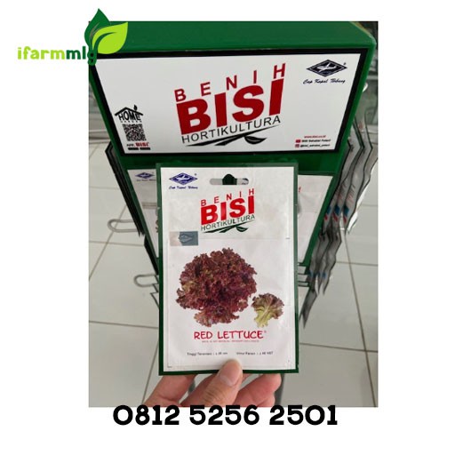 Super Benih Bibit Selada Merah Red Lettuce 2000 biji Bisi Cap Kapal Terbang