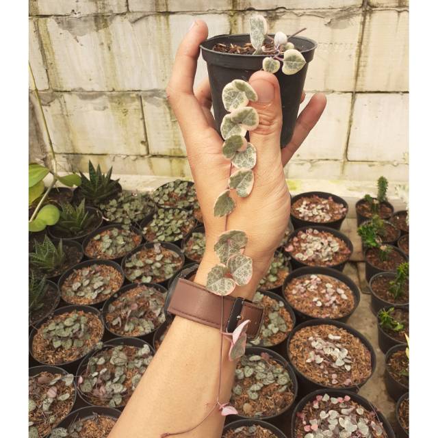 String of heart variegata