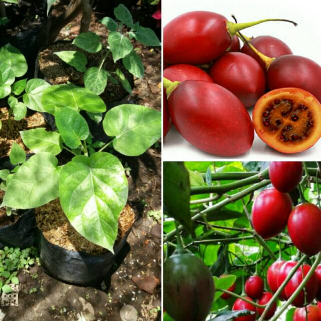 bibit terong belanda