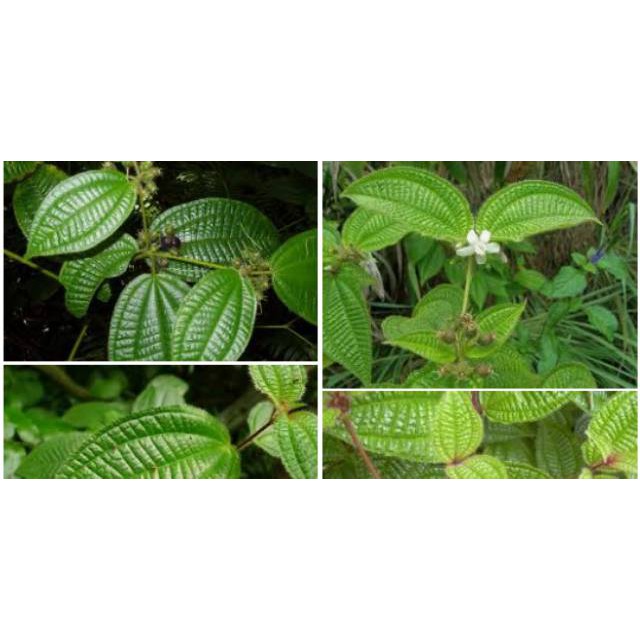 

KUKURING Daun Harendong Segar Clidemia Hirta 800 gram Murah