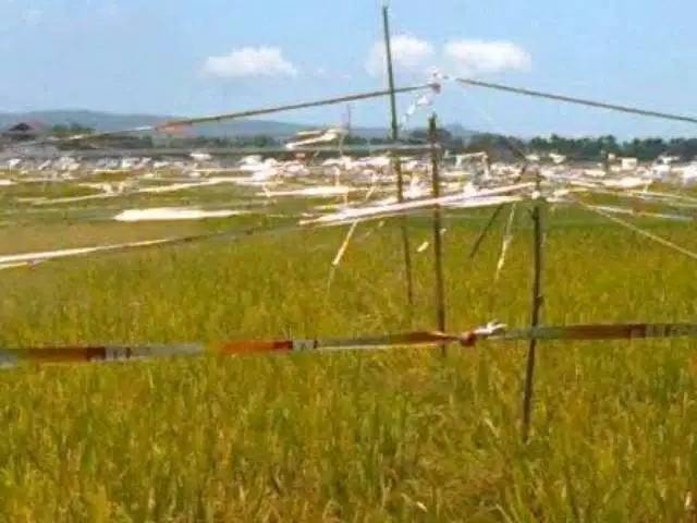 TALI PERAK PERTANIAN PENGUSIR BURUNG DISAWAH/ PENGUSIR BURUNG