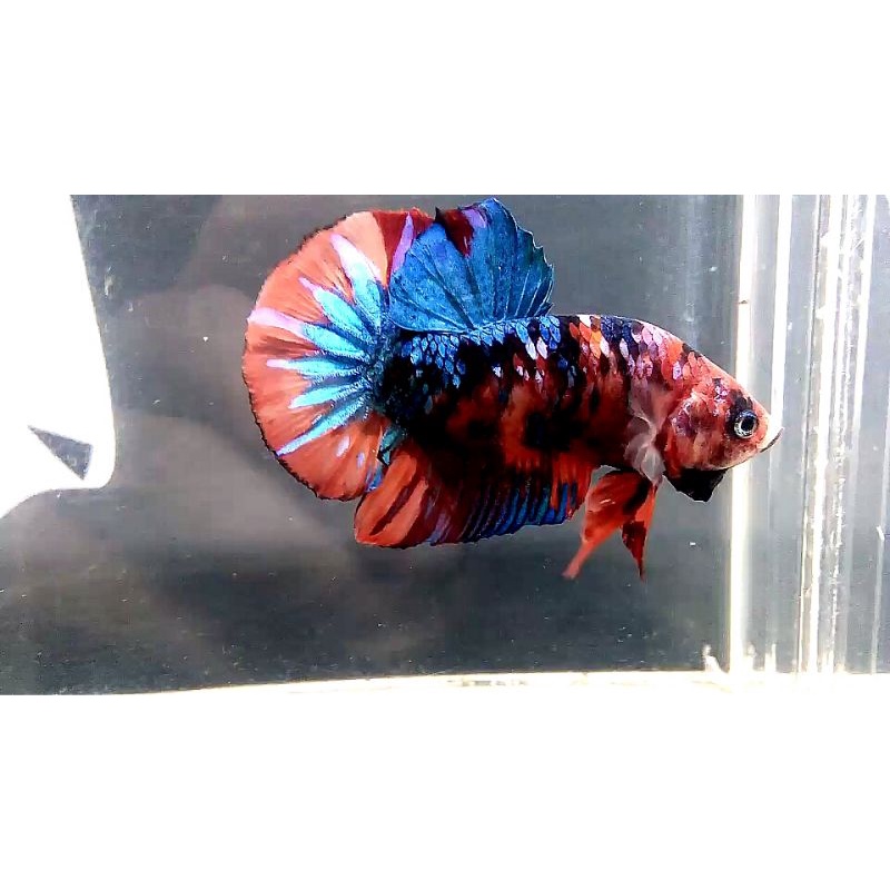 ikan cupang giant nemo,multy sesuai gambar hanya 1 yang dilihat yang di dapat