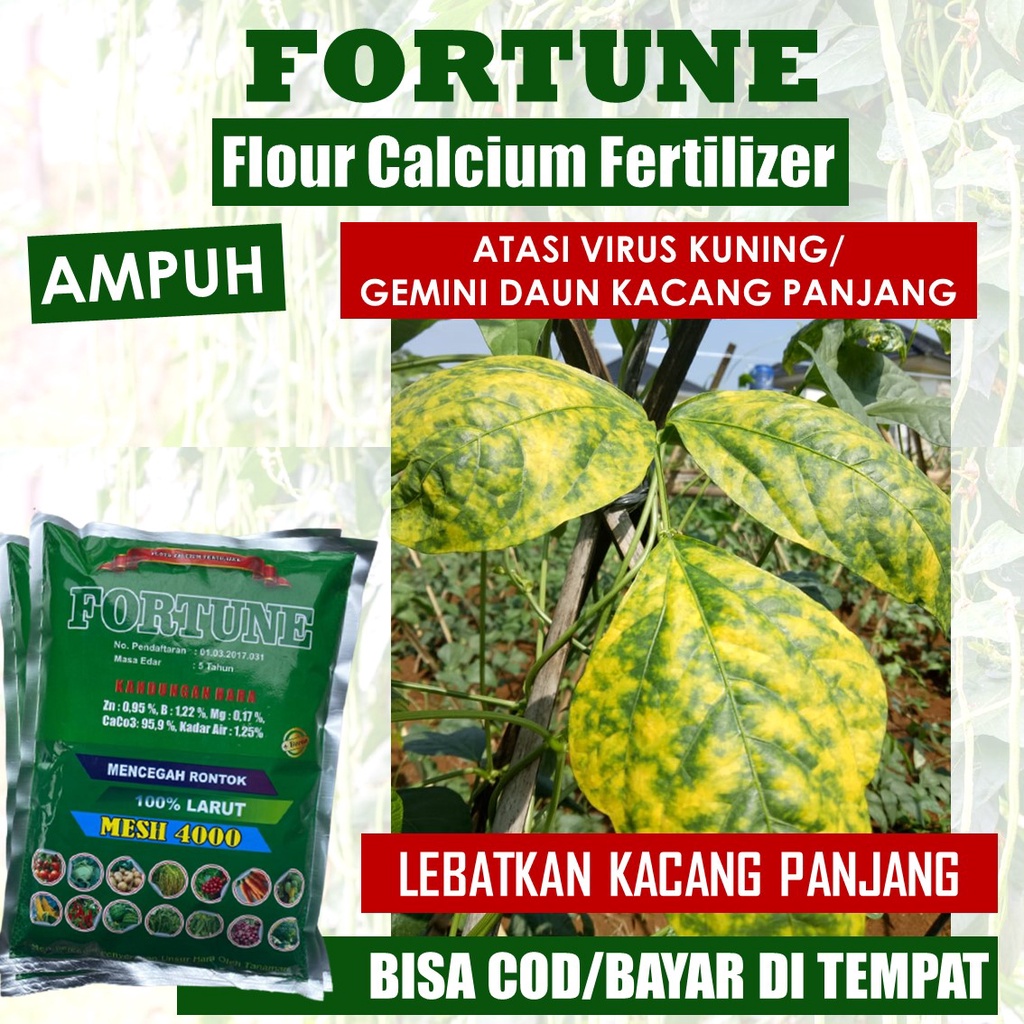 (LANGSUNG KIRIM) FORTUNE Pupuk Kalsium Anti Hama Virus Kuning/Gemini Kacang Panjang, Pupuk Organik H