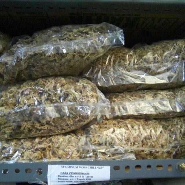 Mos Spagnum 200 gr moss putih