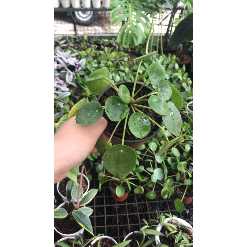 PILEA