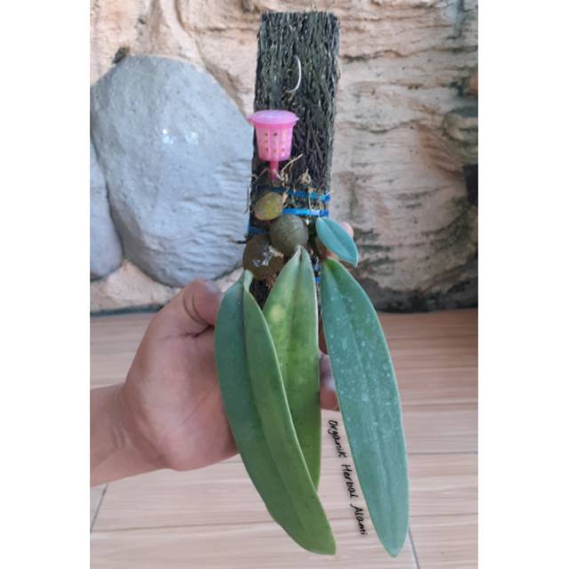 Anggrek Bulbophyllum Phalaenopsis / Anggrek Dasi