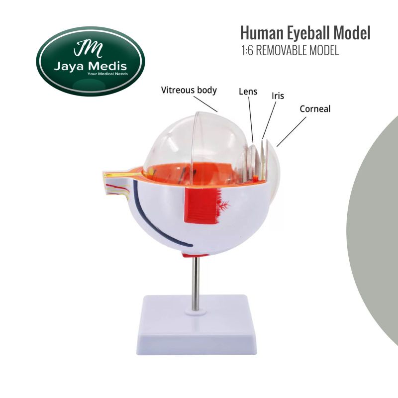 Alat Peraga Model Bola Mata Yang Dapat Dilepas 1:6