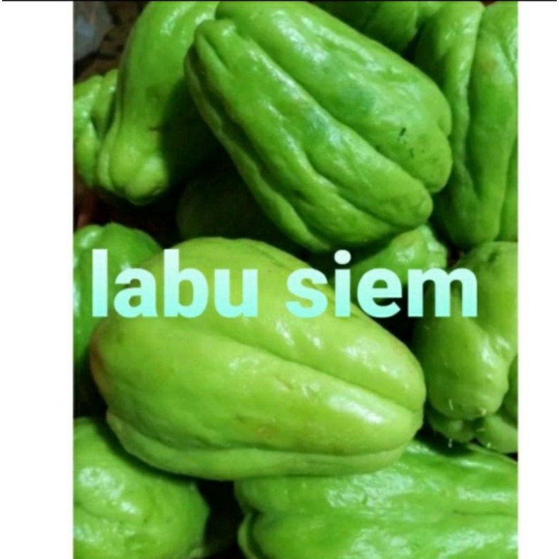 

labu siem/1biji