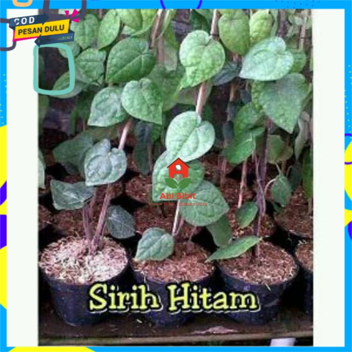Tanaman Sirih Hitam