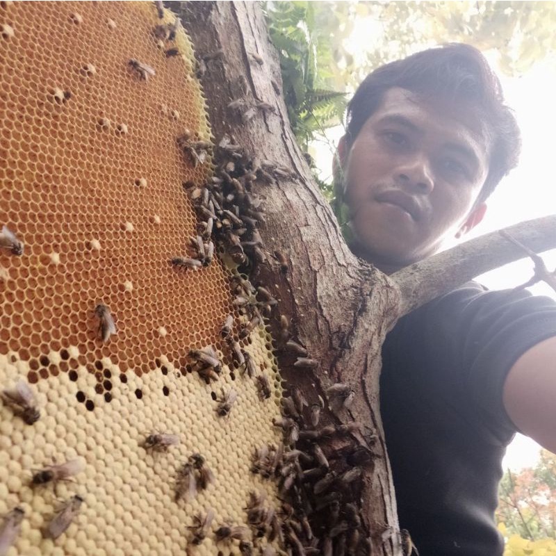 

MADU HUTAN ODENG (APIS DORSATA) 1000℅ ORIGINAL MURNI ALAM TASIKMALAYA