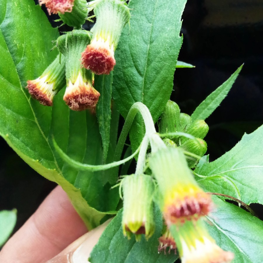 

PROMO 1Kg Daun Sintrong Segar / bagini, jambrong,tespong,jombloh,mandrung-mandrung