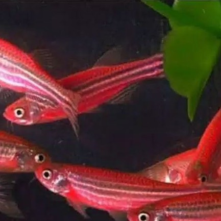 

ikan red danio.