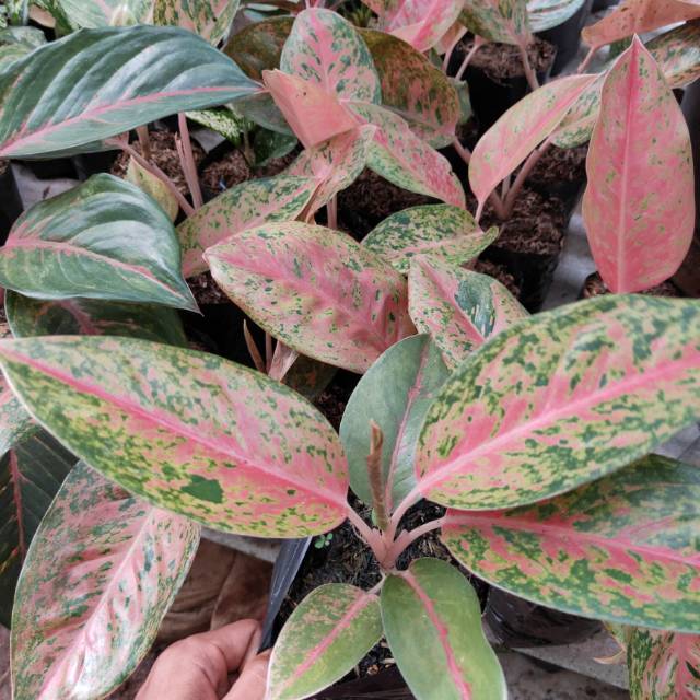 Aglaonema big Roy - aglaonema - aglaonema bigRoy - aglaonema bigRoy - bibit aglaonema