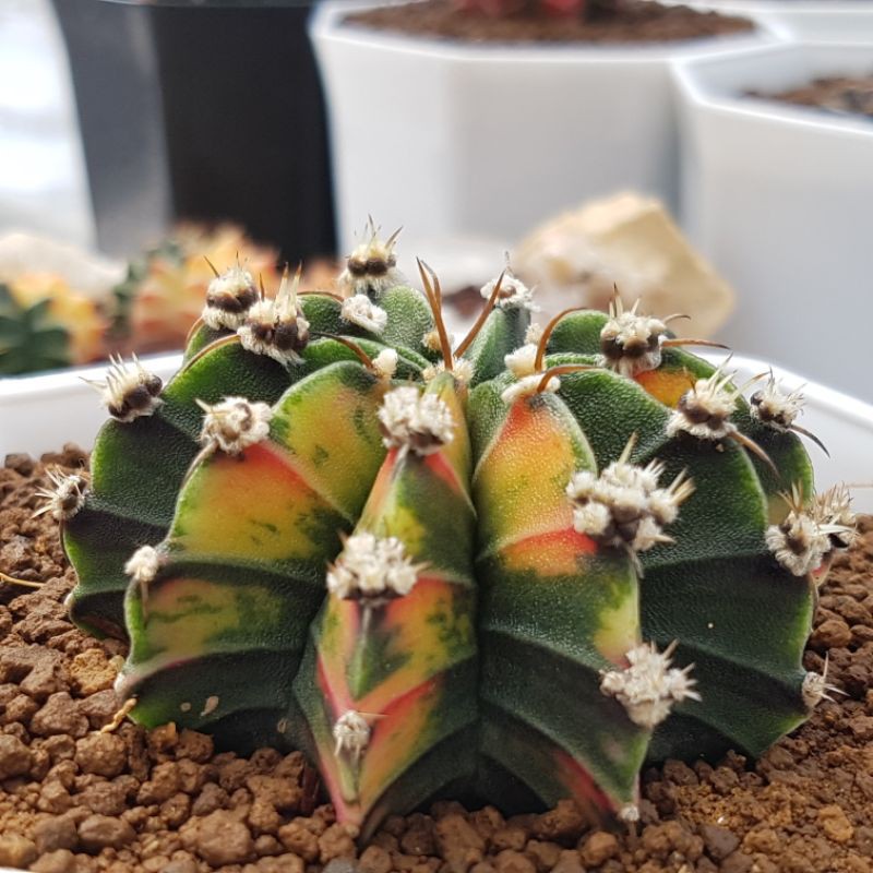 Gymnocalycium mihanovichii variegata