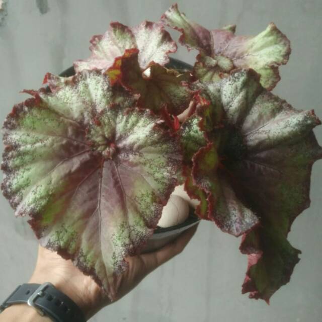 Jual Tanaman hias begonia | Shopee Indonesia