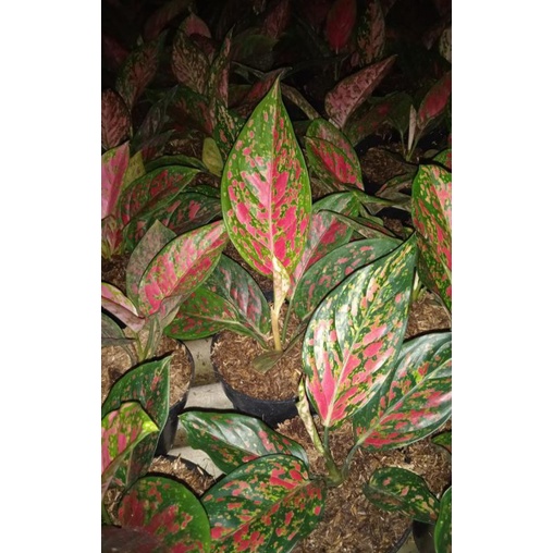 aglaonema red Venus
