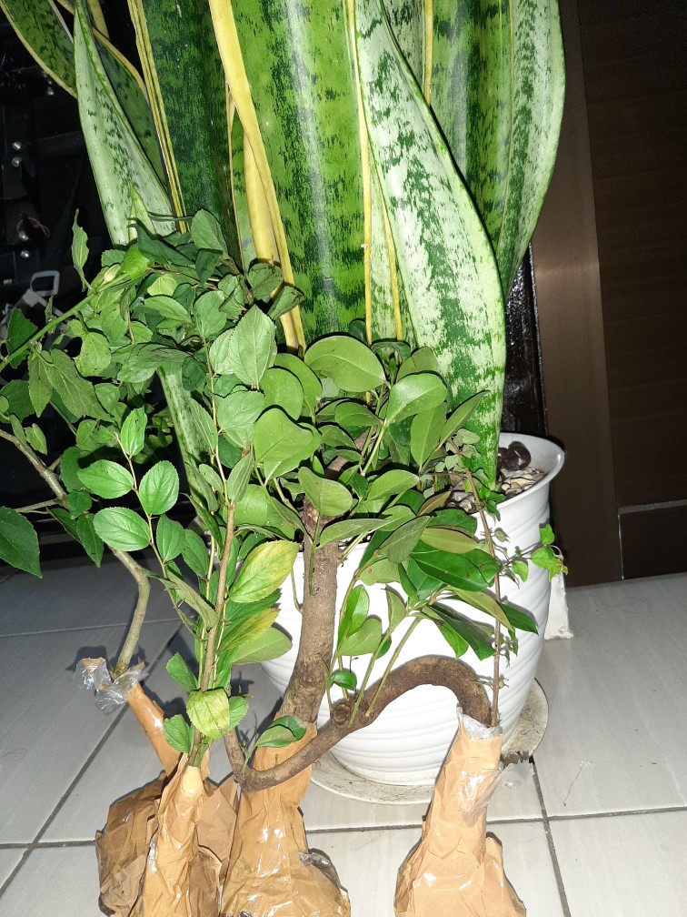 Bidara Arab Bahan Bonsai Mame