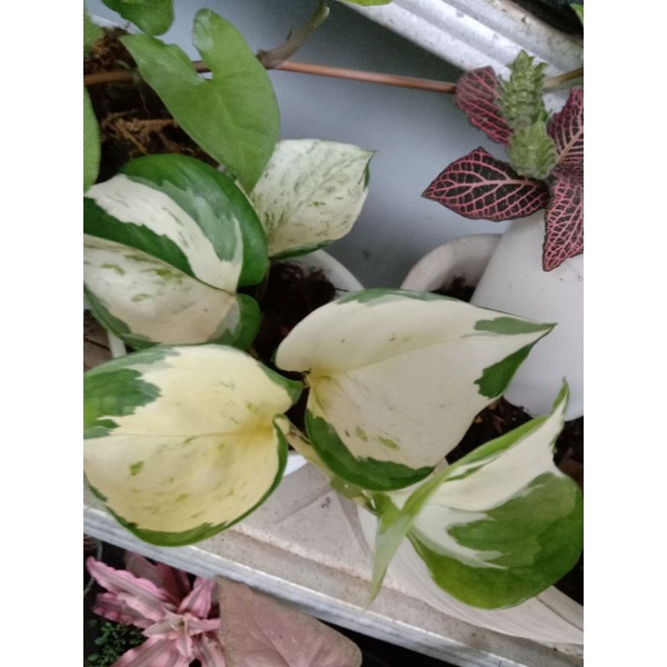 manjula / sirih manjula