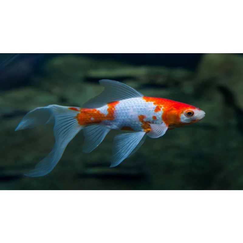 Ikan Komet Merah Putih ikan hias lucu untuk aquarium aquascape ikan jenis air tawar