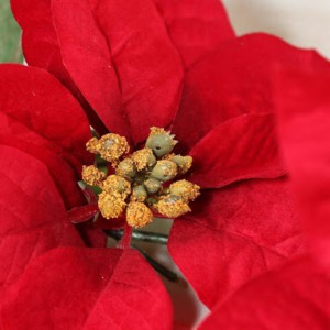 BUNGA NATAL POSENTIA MERAH CHRISTMAS FLOWER PONSETIA BELUDRU VELVET