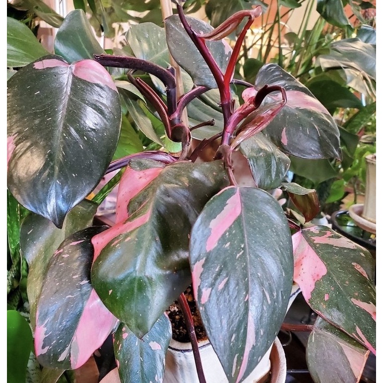 Promo bisa cod Philodendron pink princes / bibit bonggol philo ping princes marble