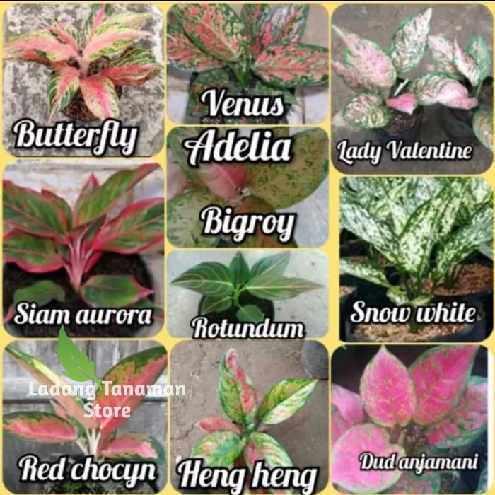 10 tanaman hias aglonema murah - paket aglonema - aglaonema