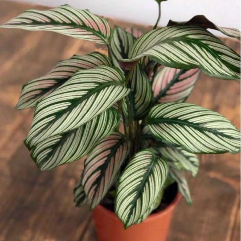 calathea ornata white pink strip