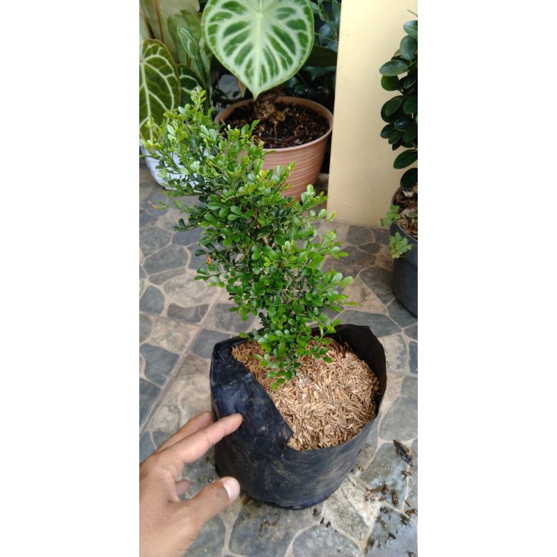 Bahan bonsai kemuning mikro