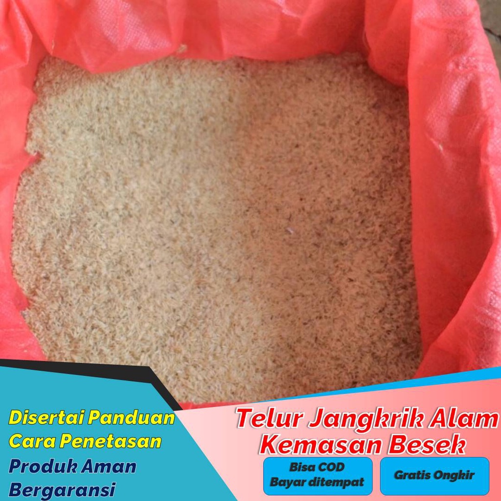 (Packing Besek) STOK TERBATAS TELUR BIBIT JANGKRIK ALAM 500GRAM RAJAJANGKRIK RAJA JANGKRIK8