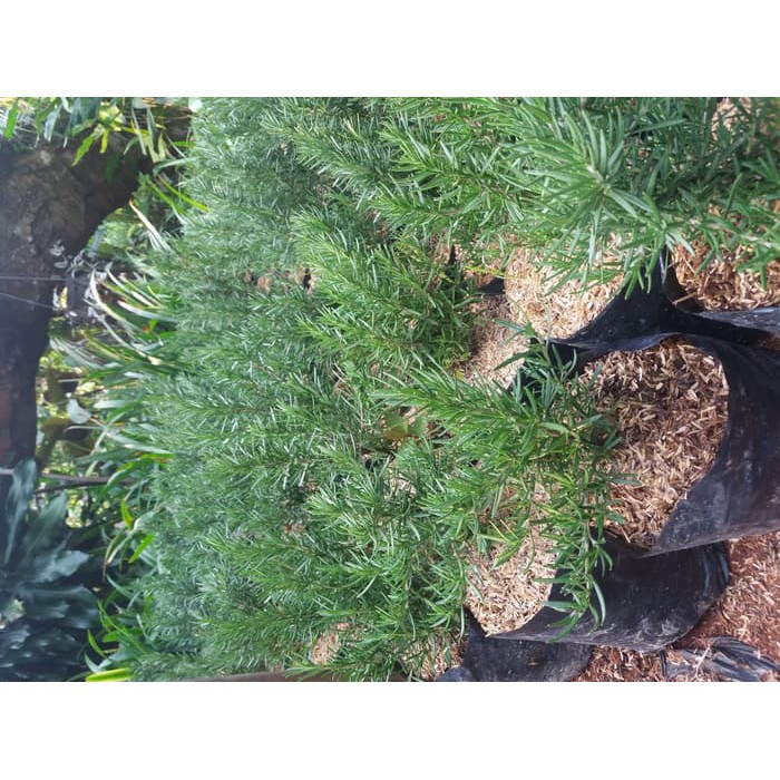 Rosemary ukuran medium, tanaman rosemary, pohon rosemary, bumbu dapur