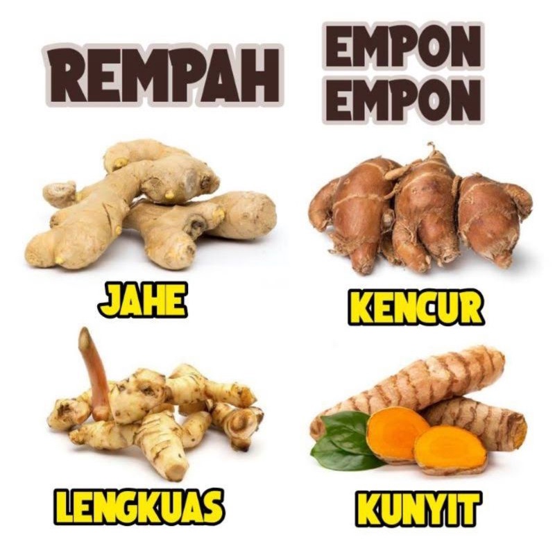 

Rempah Rempah Fresh |Empon empon segar | Jahe | Lengkuas/Laos | Kunyit Kunir ||Kencur | Kunci
