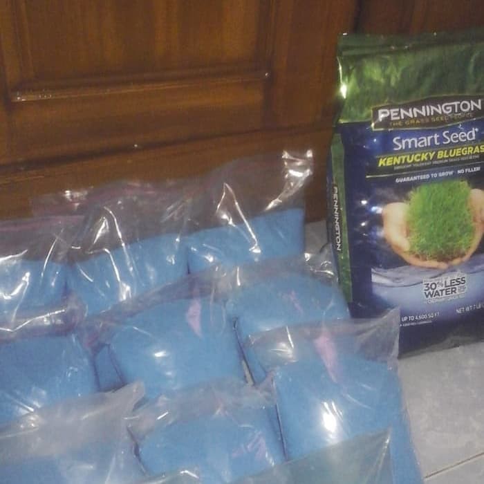 Bibit benih rumput gajah mini-benih rumput bermuda
