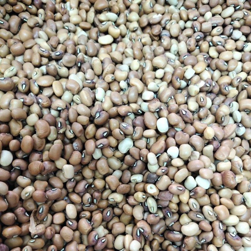 

kacang tunggak/tolo