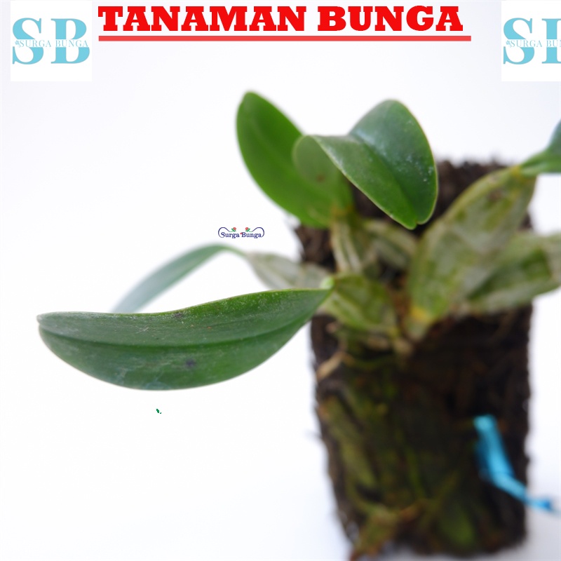 anggrek spesies dendrobium fimbriatum dewasa BERGARANSI