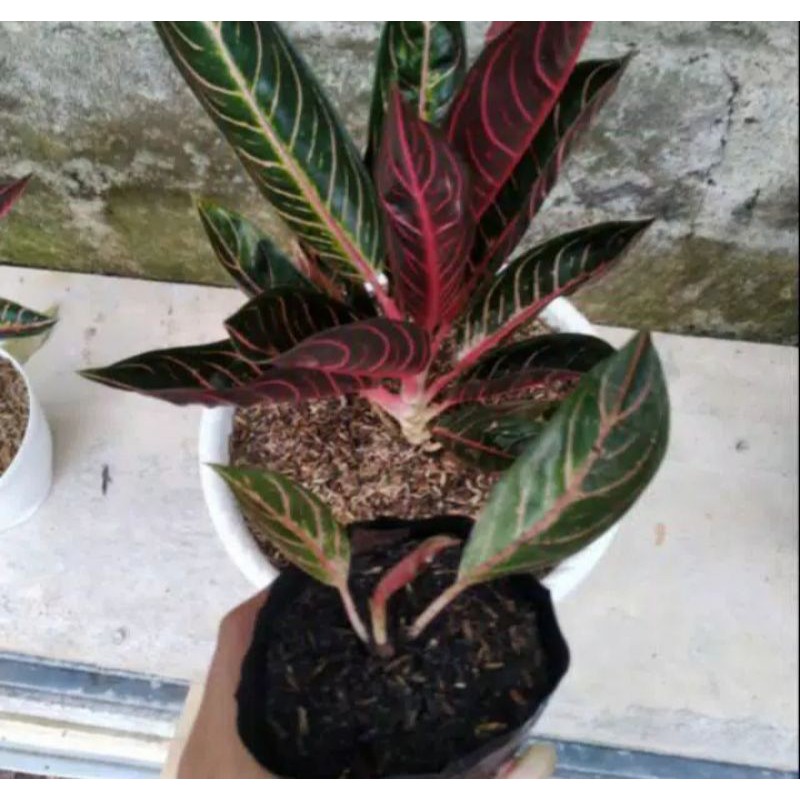 Bonggol Aglonema Red Sumatra
