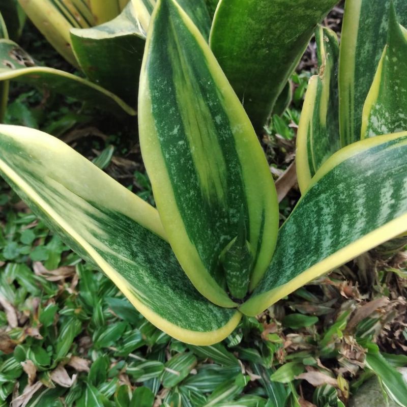 tanaman penyerap racun sansifera