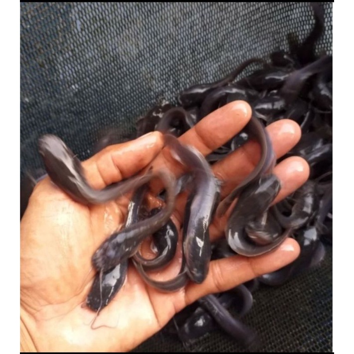 Bibit Lele Sangkuriang Ukuran 7-8cm